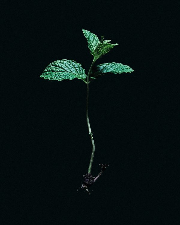HOJA MENTA