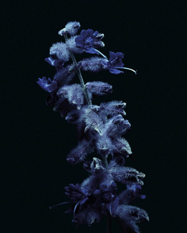 LAVANDA