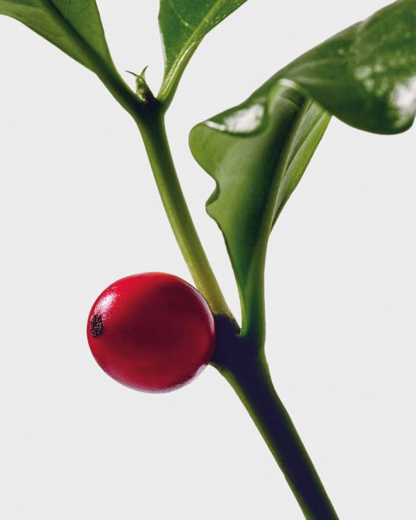 LOEWE_Ingredientes_26_158439