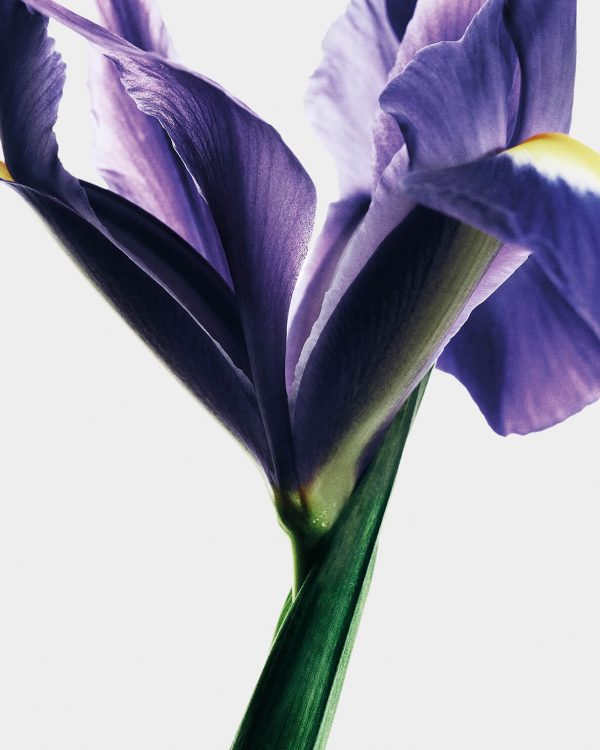 Loewe_Ingredientes144894