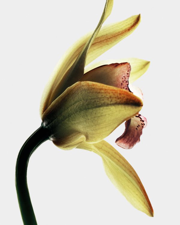 Loewe_Ingredientes144989