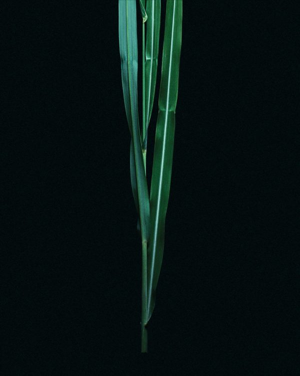 VETIVER